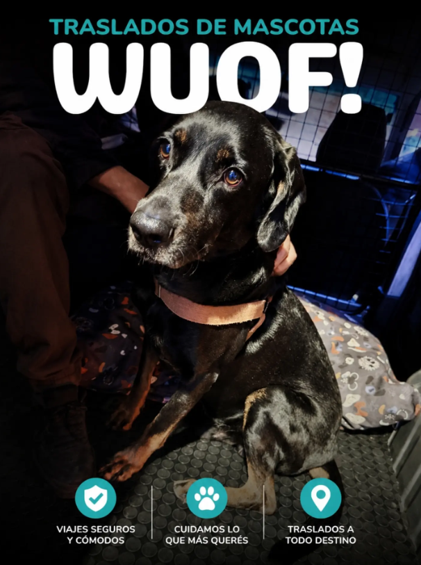 Mascota viajando en el vehículo adaptado de WUOF en Rosario